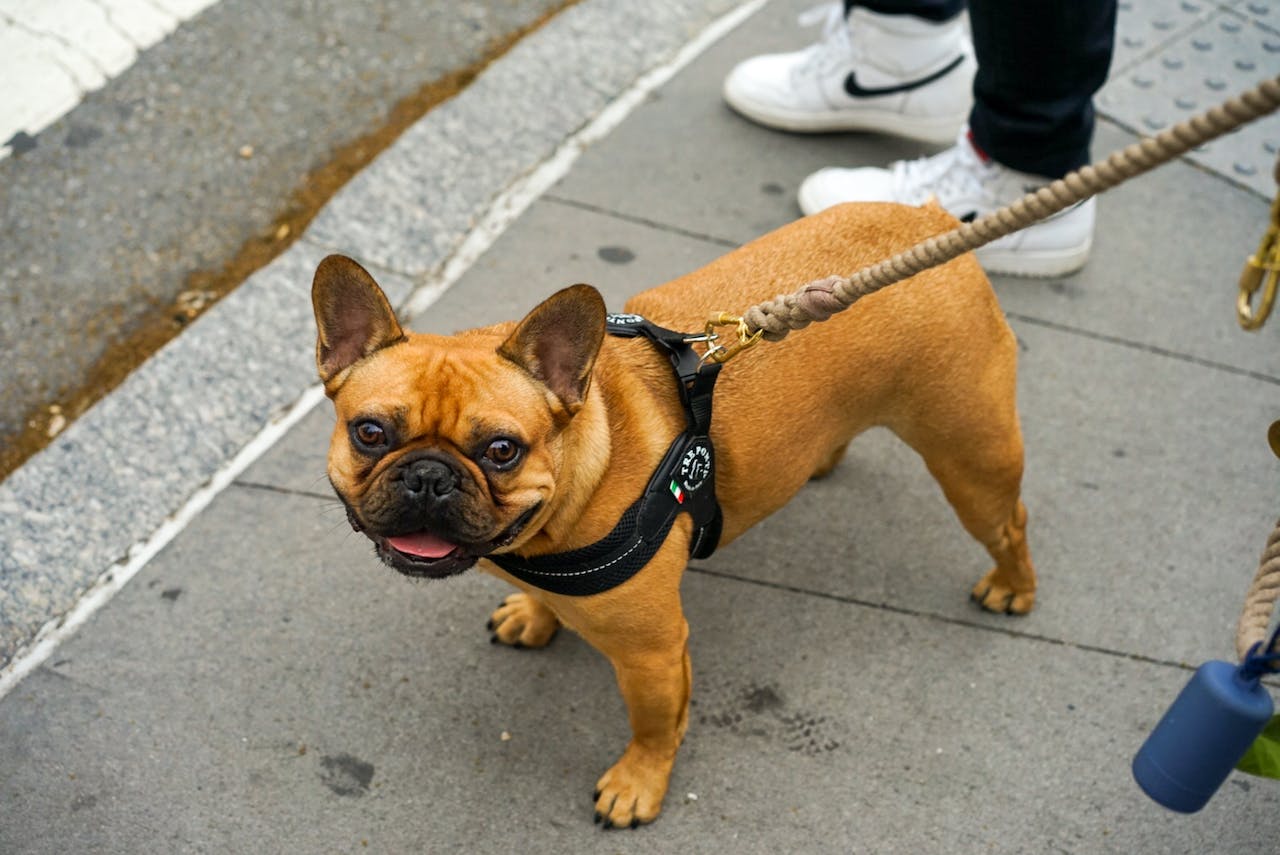 Bouledogue Français, un des compagnons bienveillants