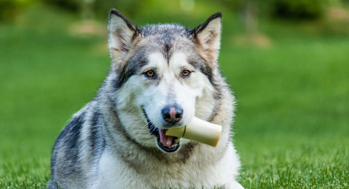 Husky Sibérien