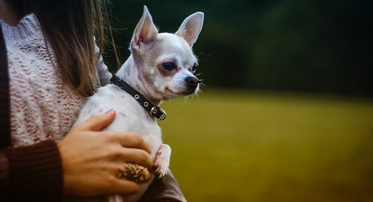 Chihuahua