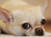 Les races de chiens qui sont de loin les plus grincheux
