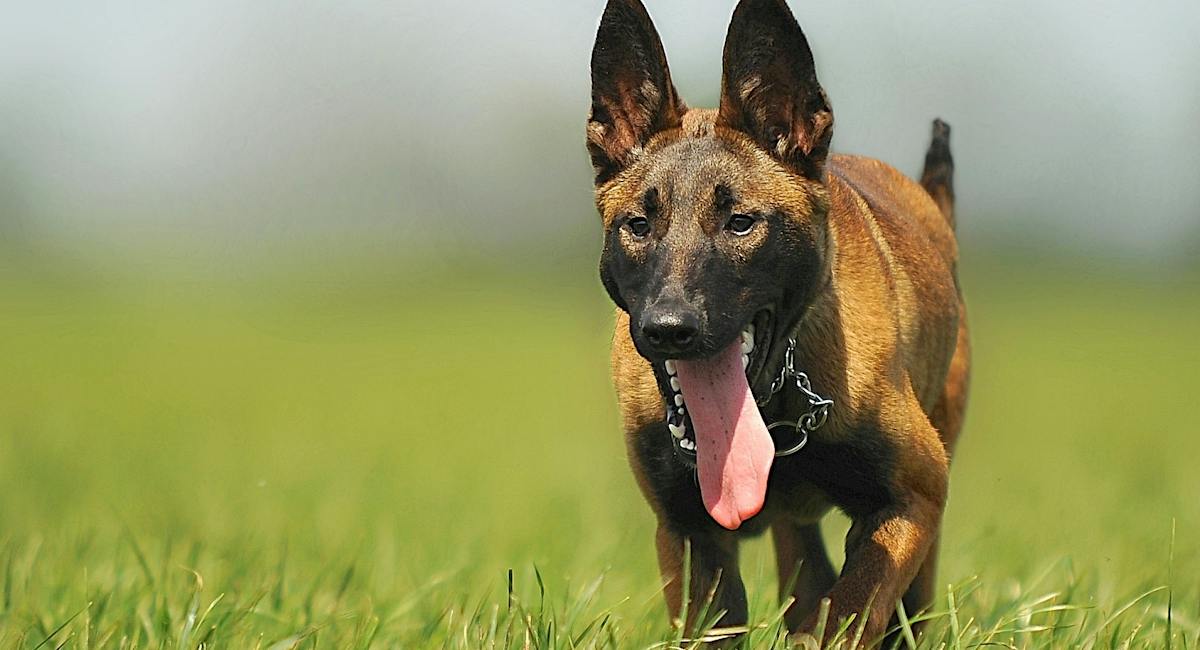 Malinois Belge