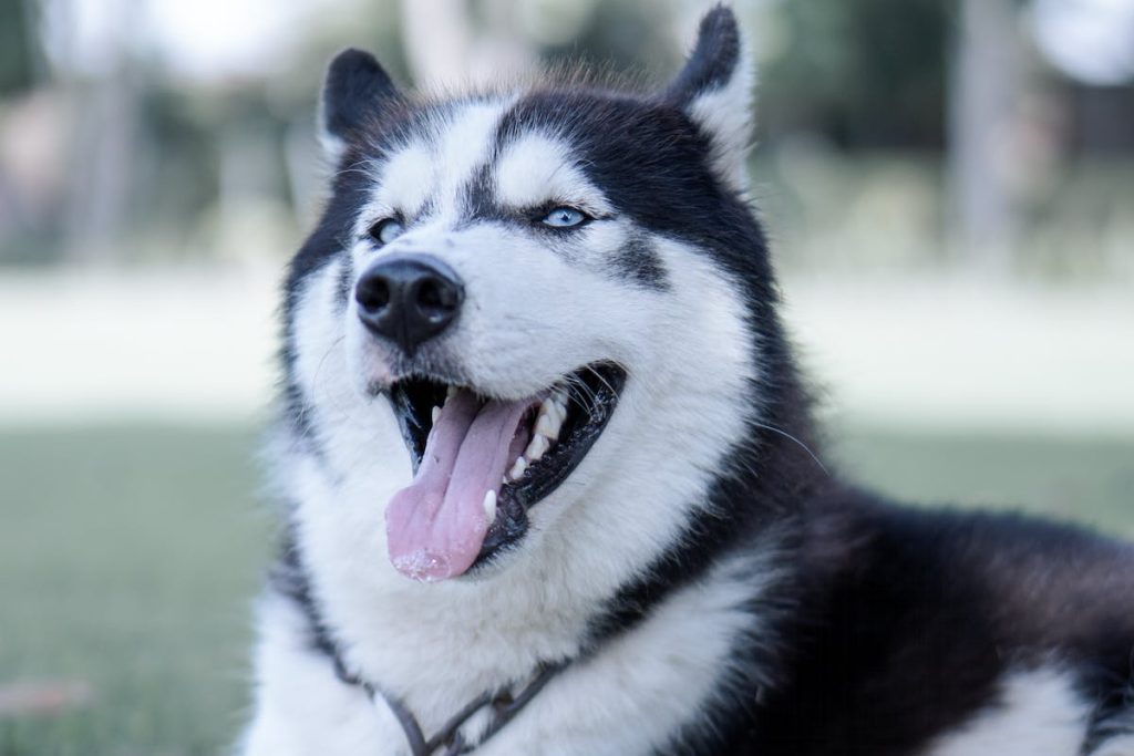 Chien aux yeux bleux