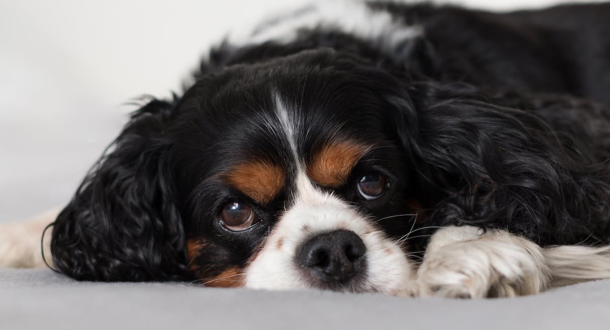 Cavalier King Charles Spaniel