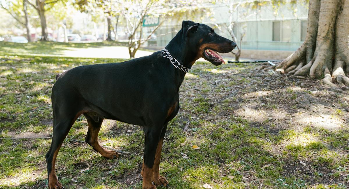 Doberman