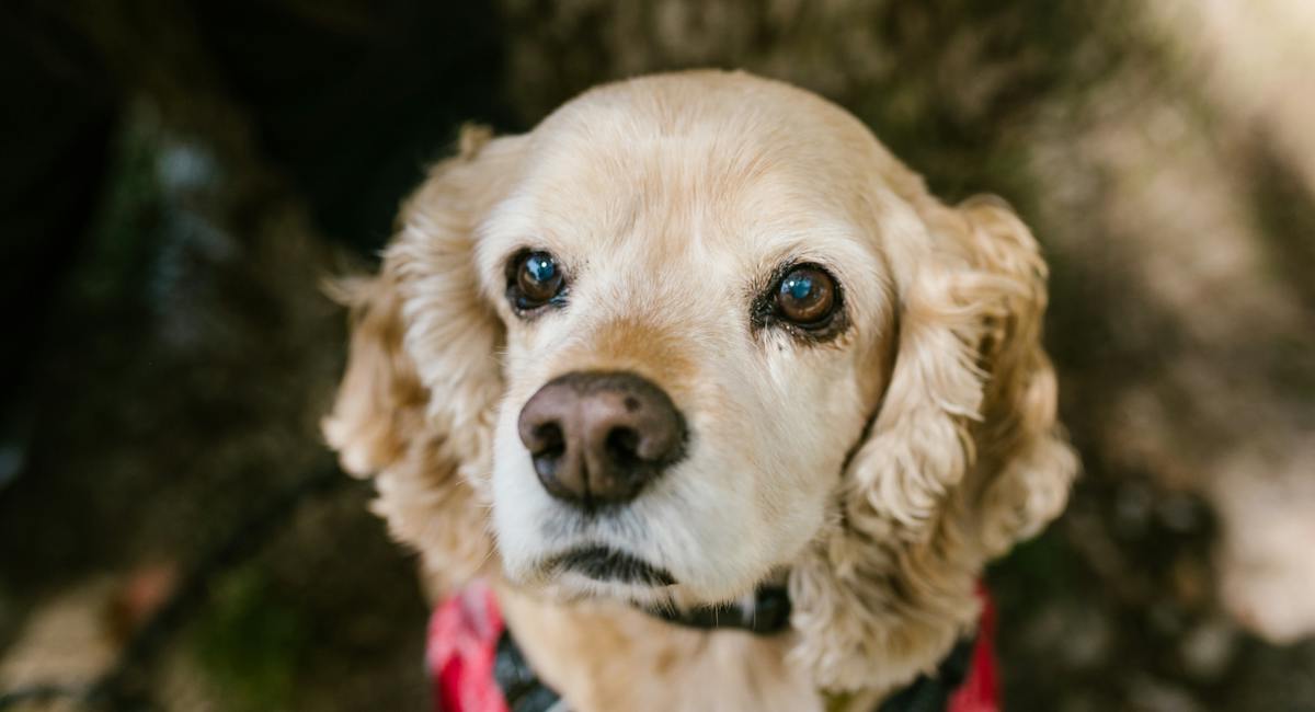 Cocker spaniel anglais