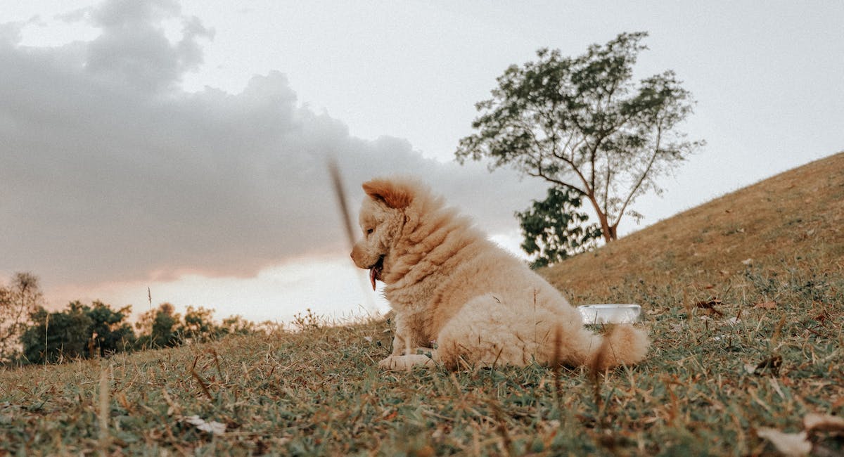 Chow chow