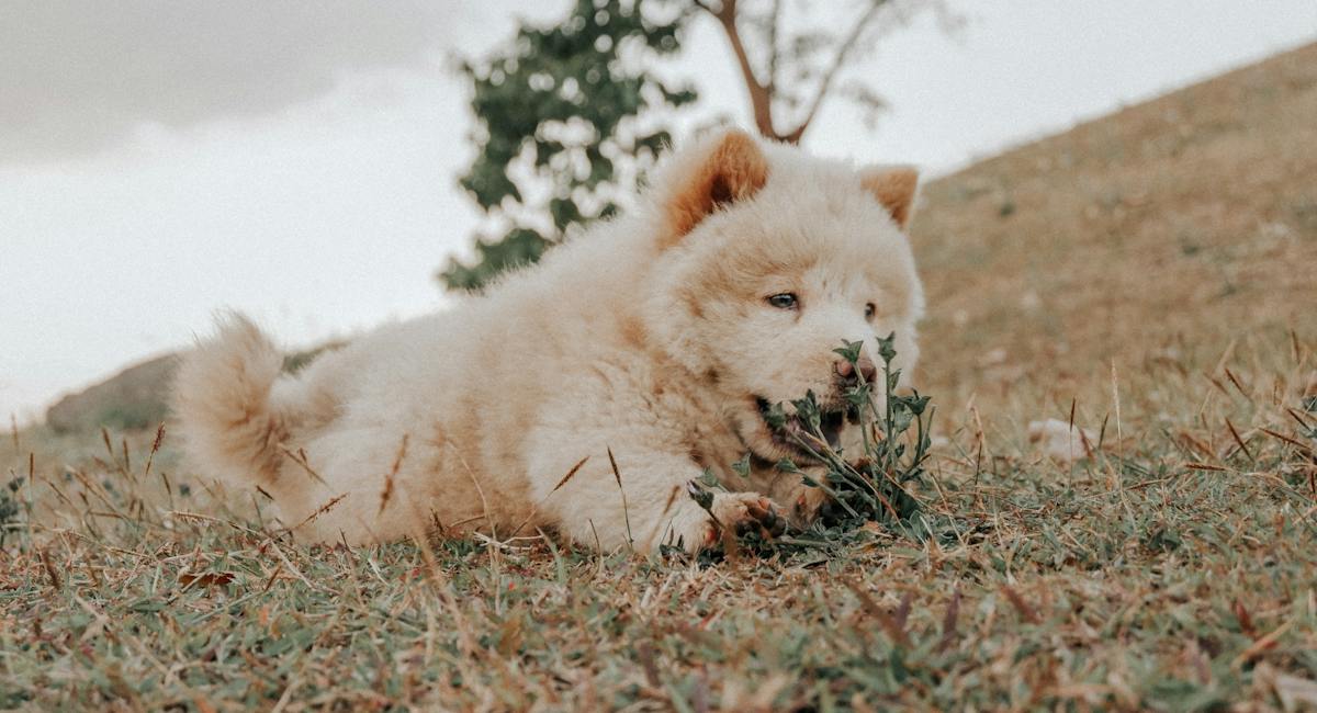 chow chow