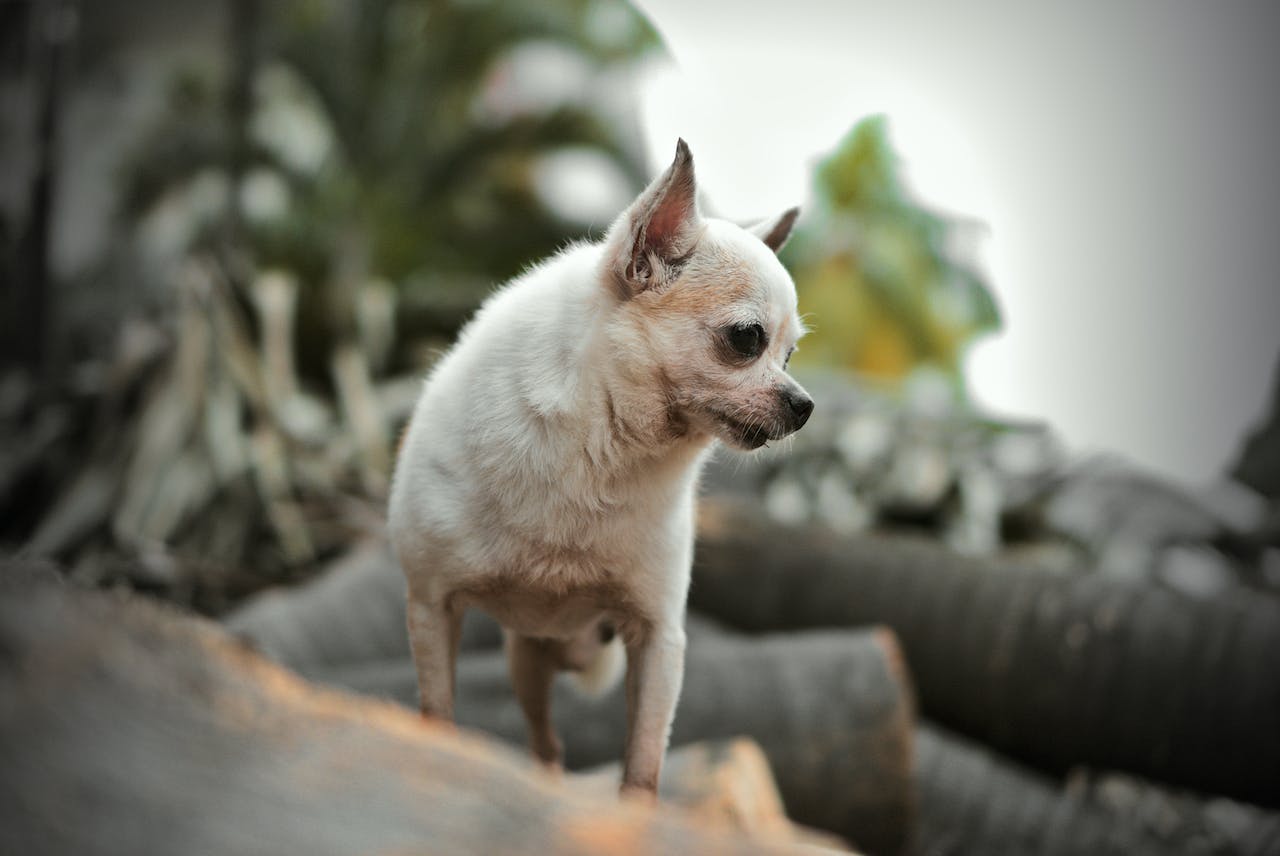 Le Chihuahua