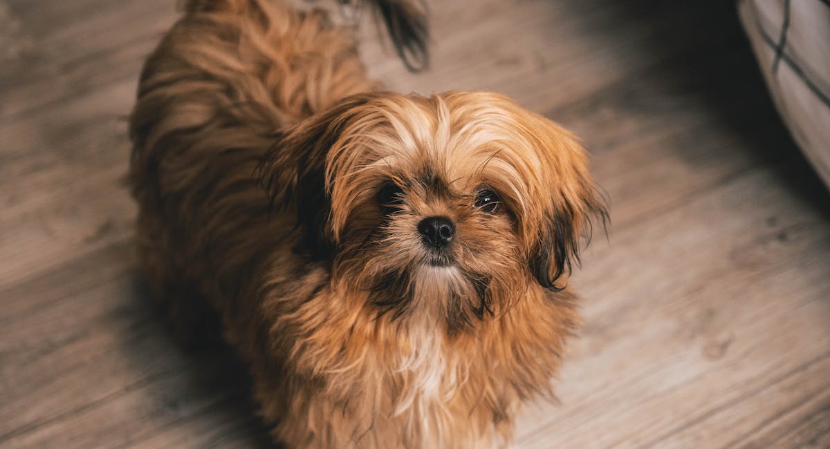 Shih Tzu