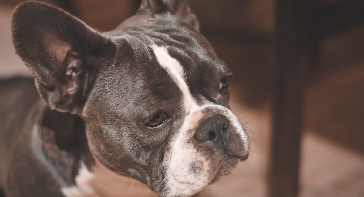 Bouledogue Français
