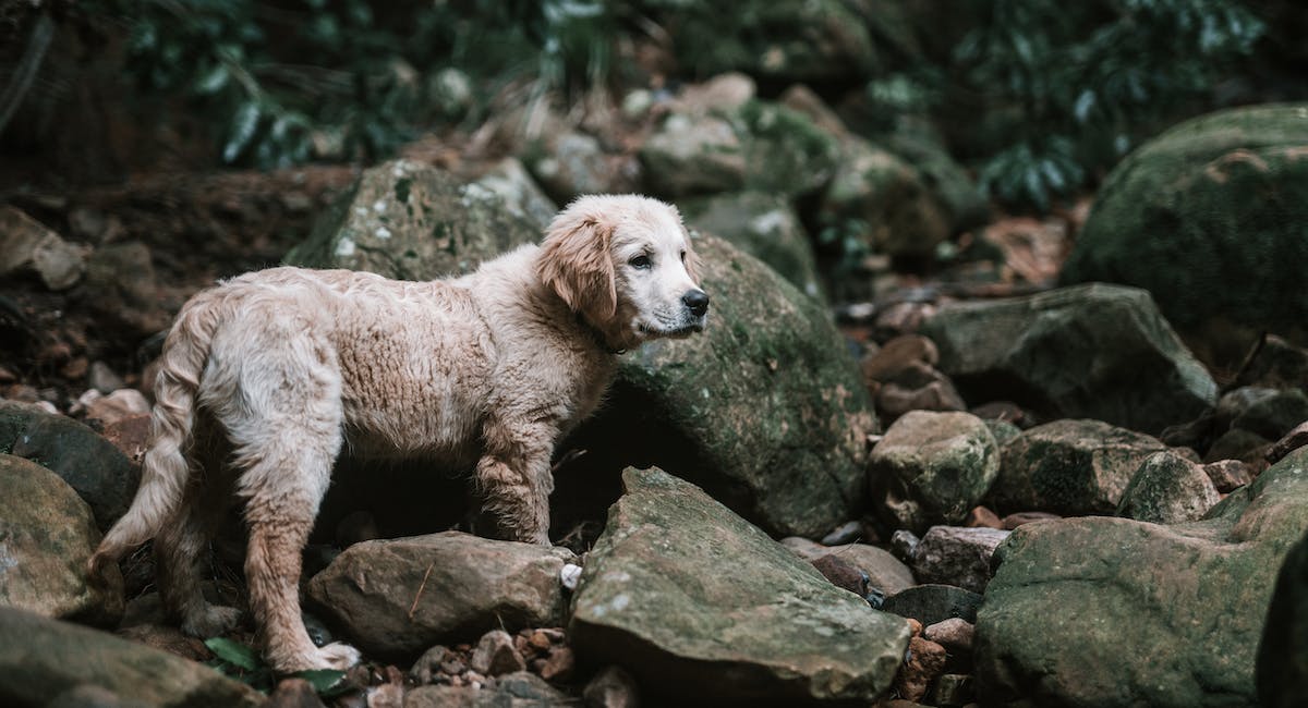Labrador Retriever