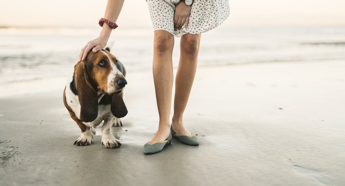 Basset Hound