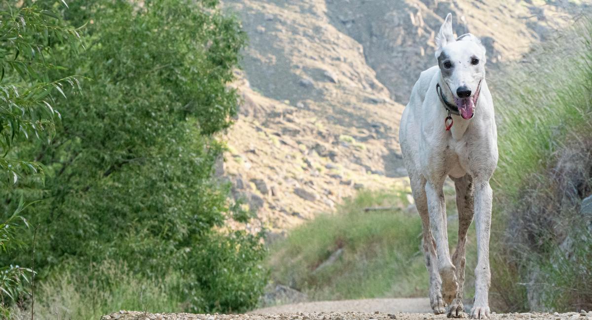 Greyhound