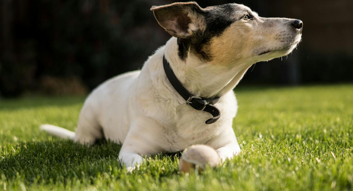 Terrier Jack Russel