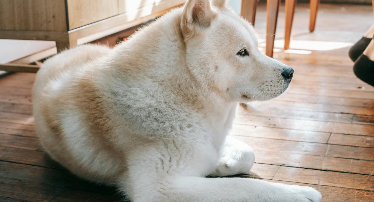 Akita Inu