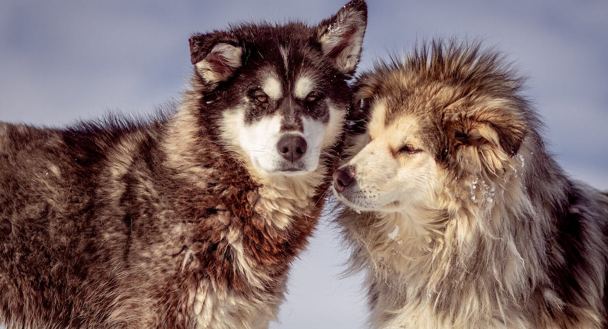 Le Malamute de l'Alaska