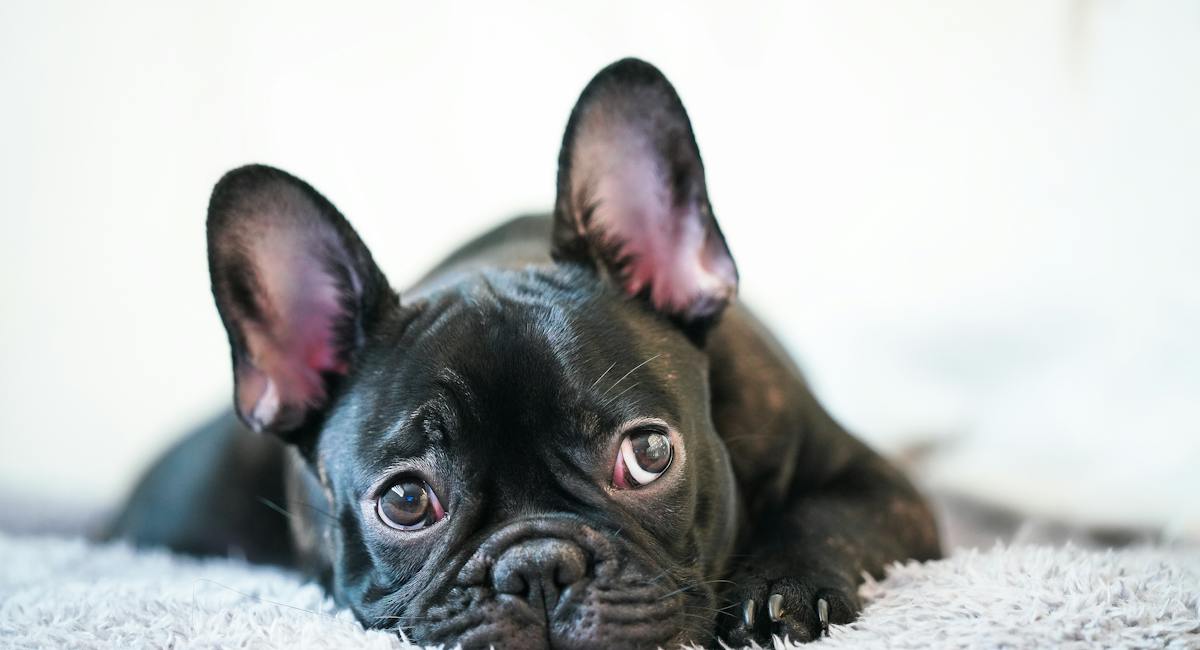 bouledogue français