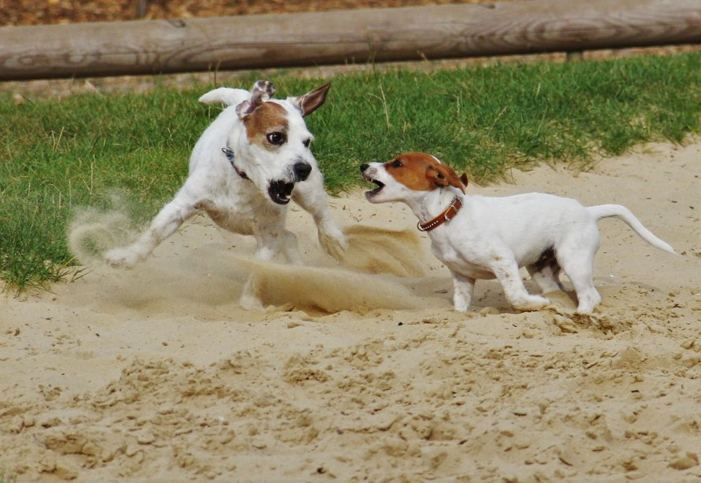 Jack Russell Terrier