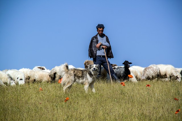 Basque Shepherd Dog