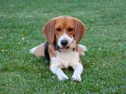 Les races de chiens qui sont les meilleurs détecteurs d’odeurs races de chiens qui sont les meilleurs détecteurs d'odeurs