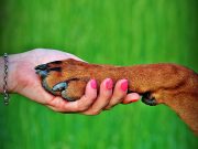 Les races de chien qui adorent la routine quotidienne de leur propriétaire