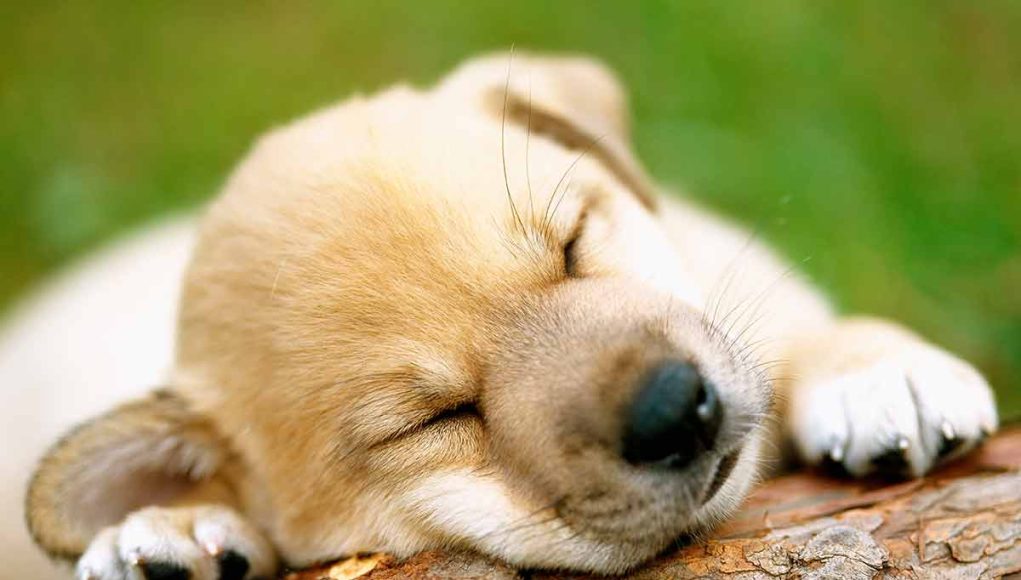 races de chien qui sont les plus flemmardes