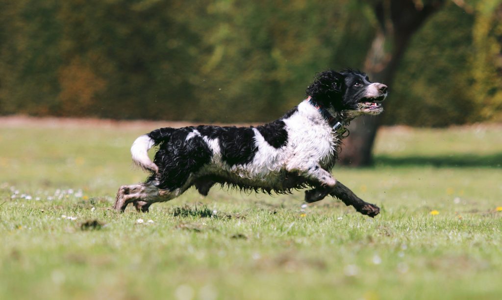 Springer Spaniel Anglais