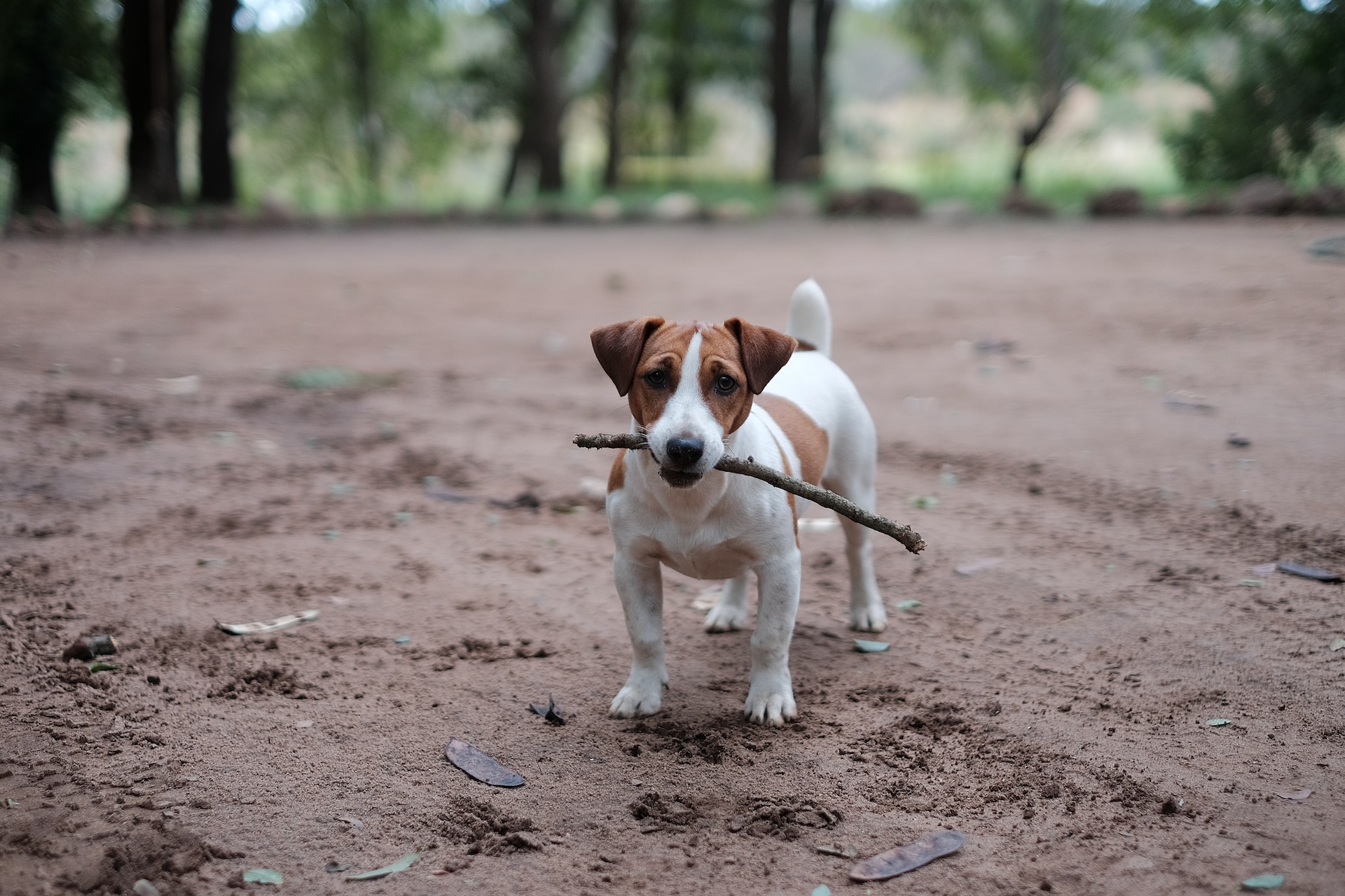 Jack Russell Terrier