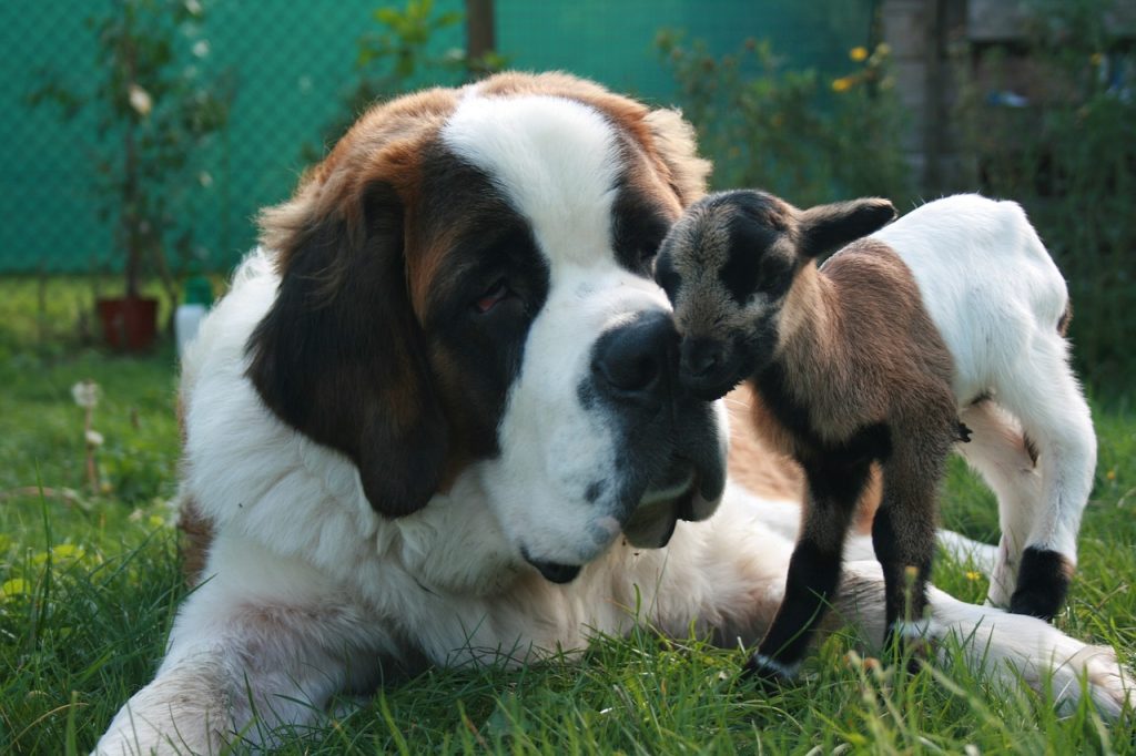 Saint-Bernard