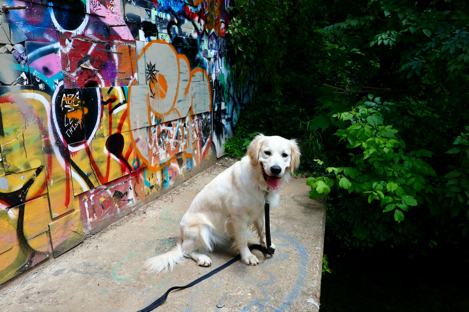 Golden Retriever