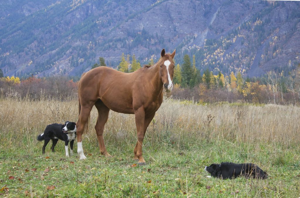 Border Collie