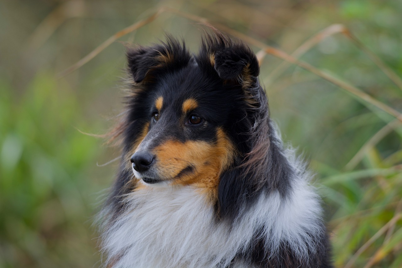 Shetland sheepdog