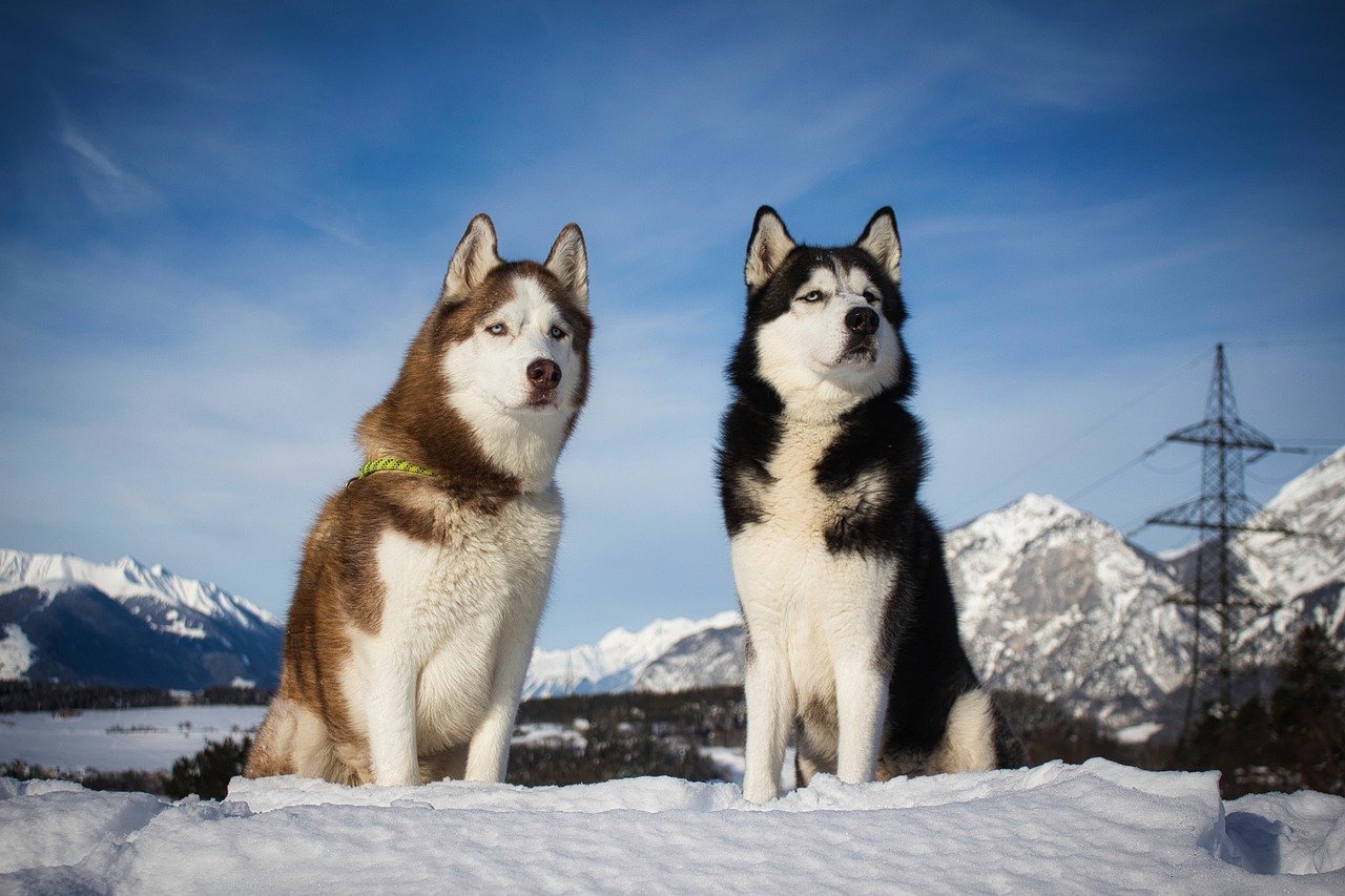 husky siberien