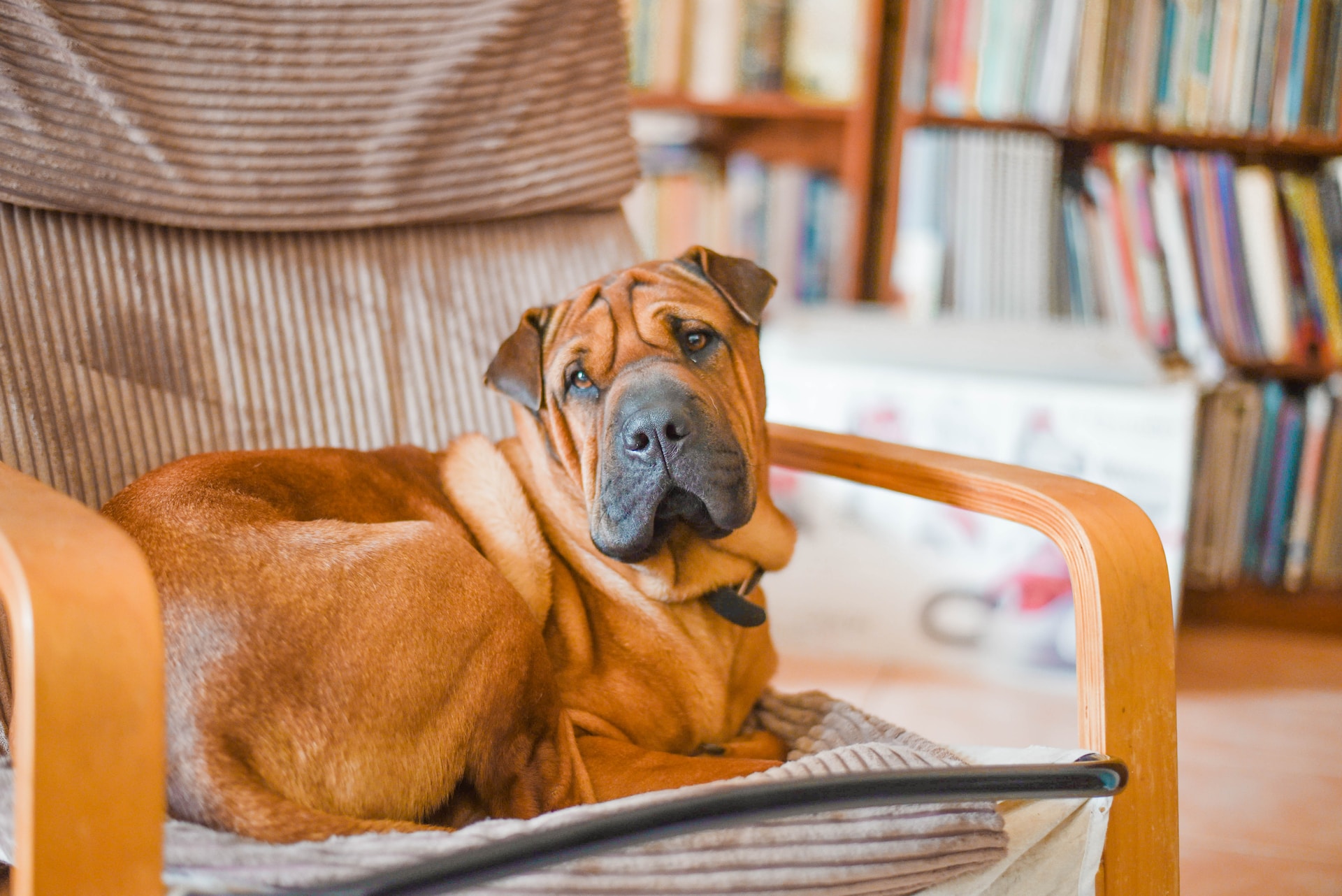 Mastiff