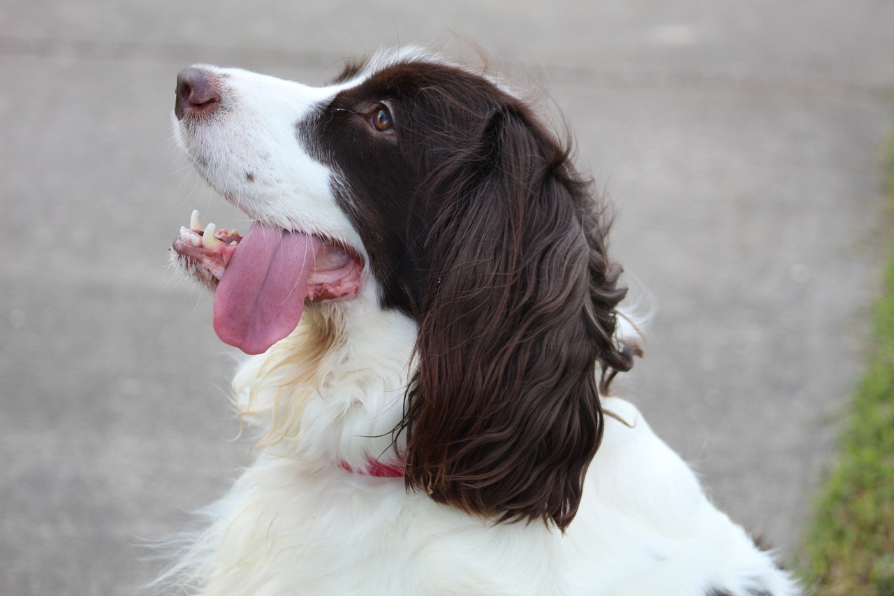 Springer Spaniel Anglais