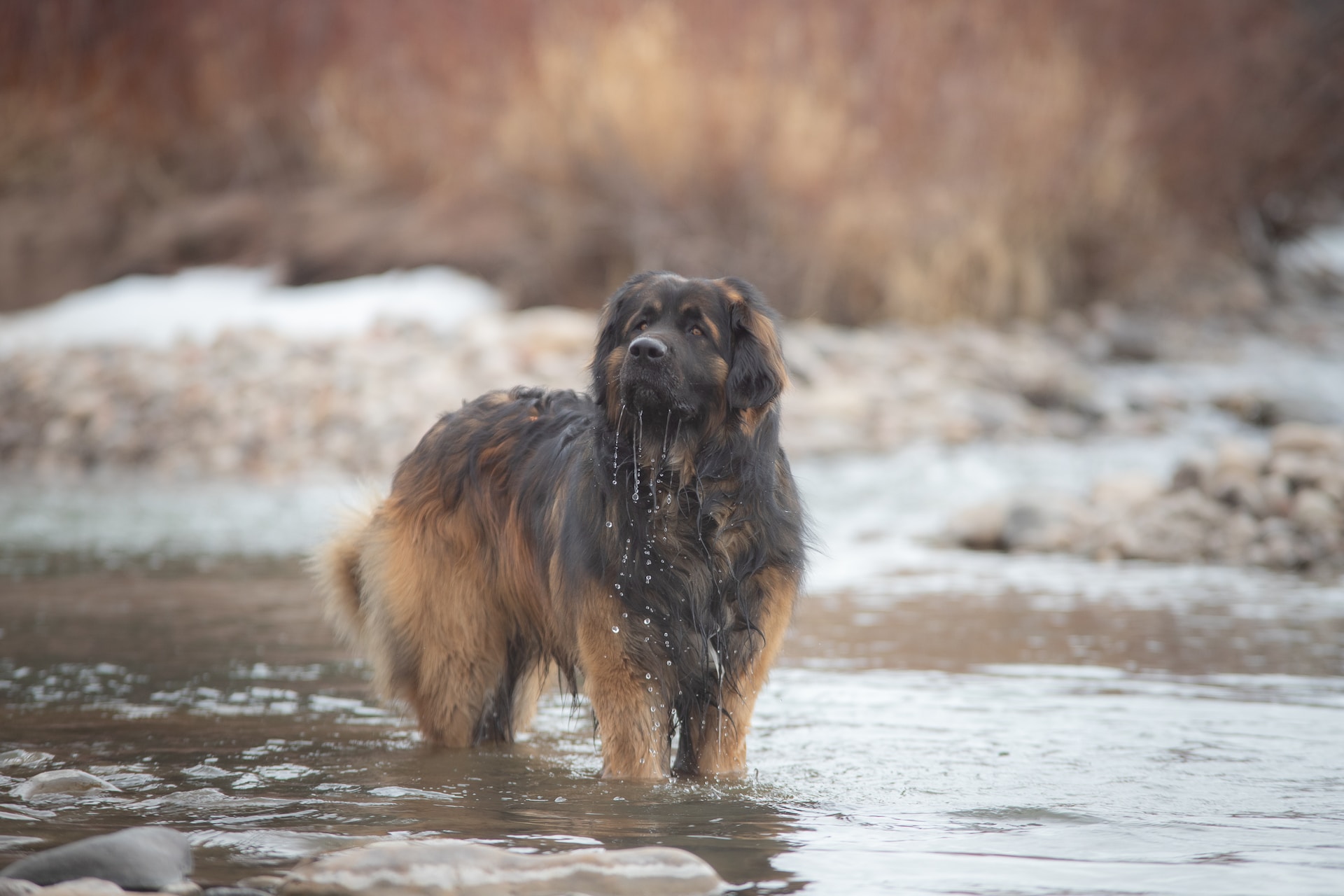 le Leonberger