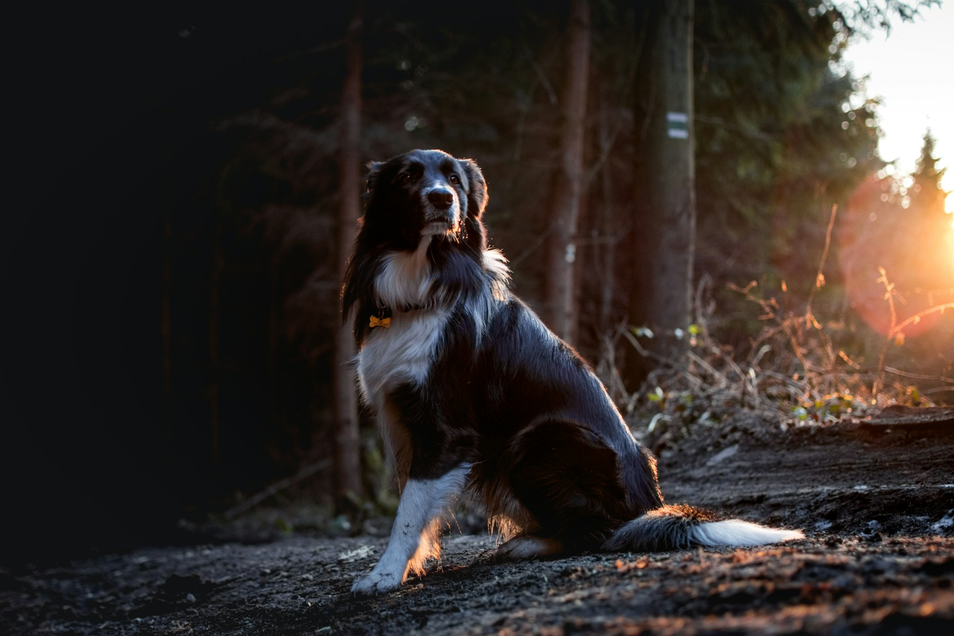 Le Border Collie