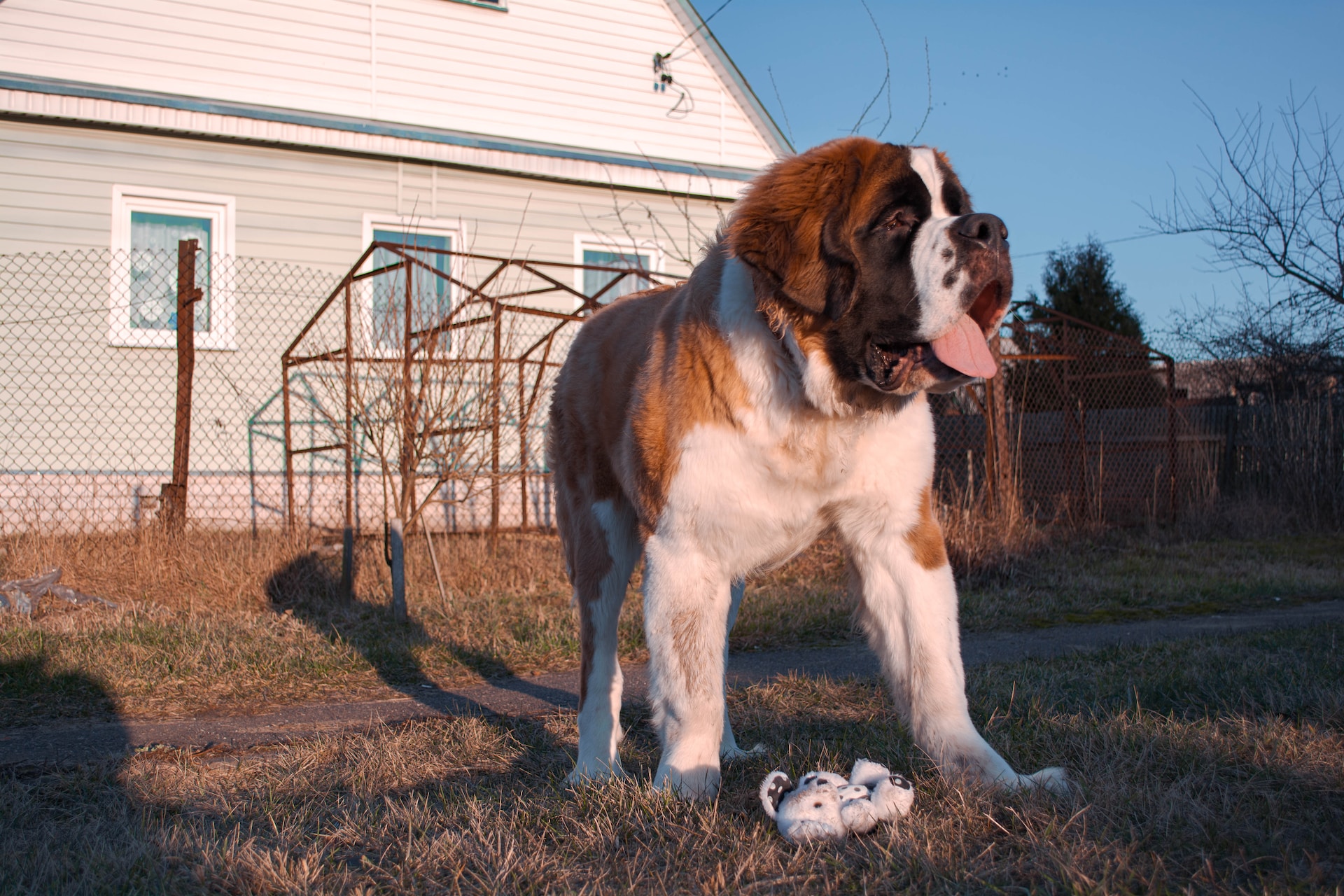 Saint-Bernard