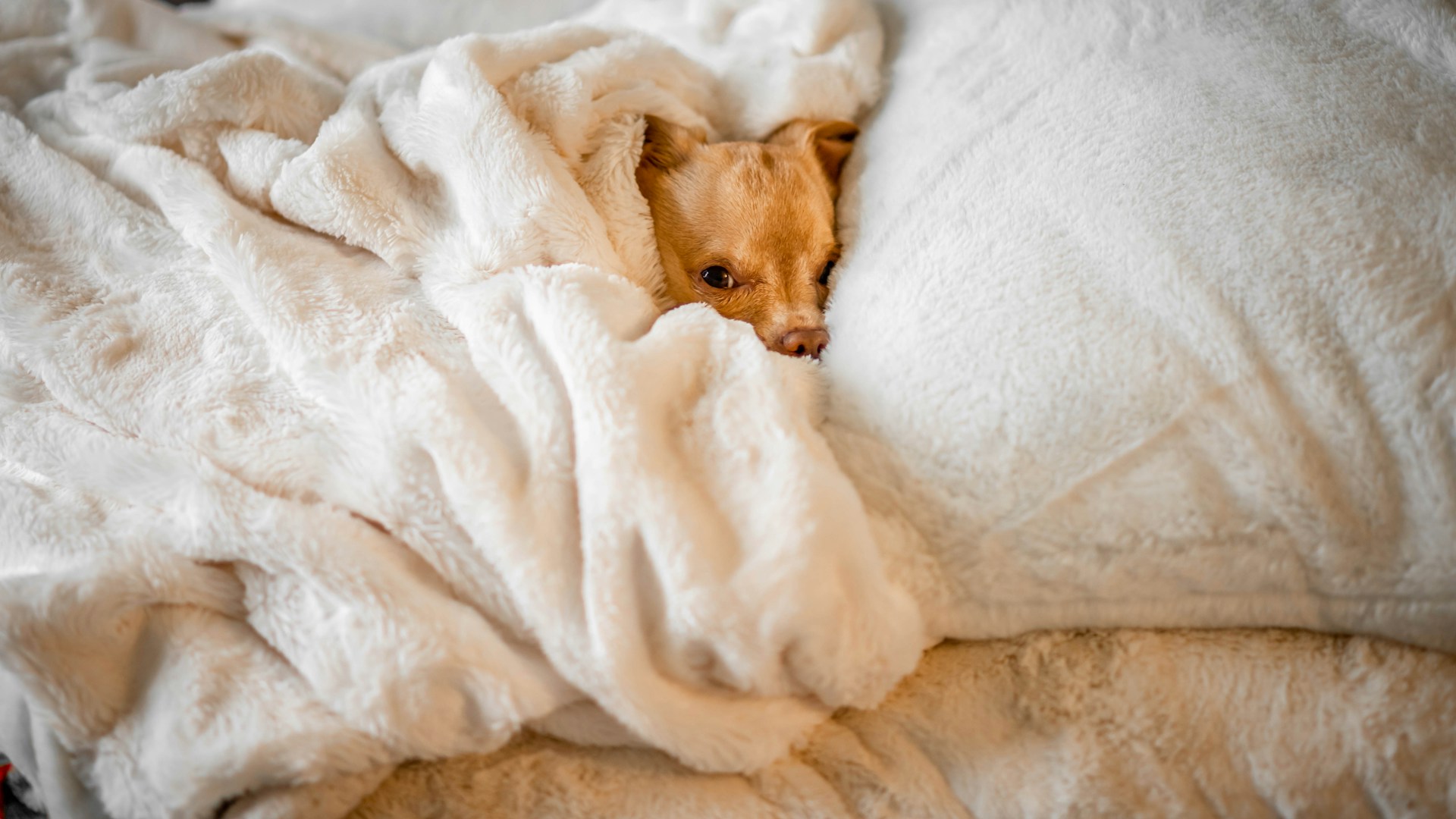 chien au lit
