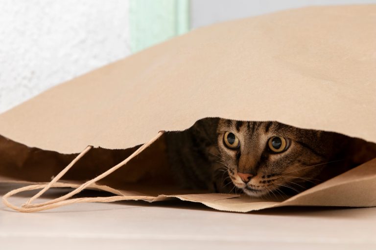 Les races de chat qui adorent le plus se cacher dans la maison