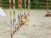 Les races de chien qui sont les champions des parcours d’obstacles Races de chiens campions de parcours d'obstacles