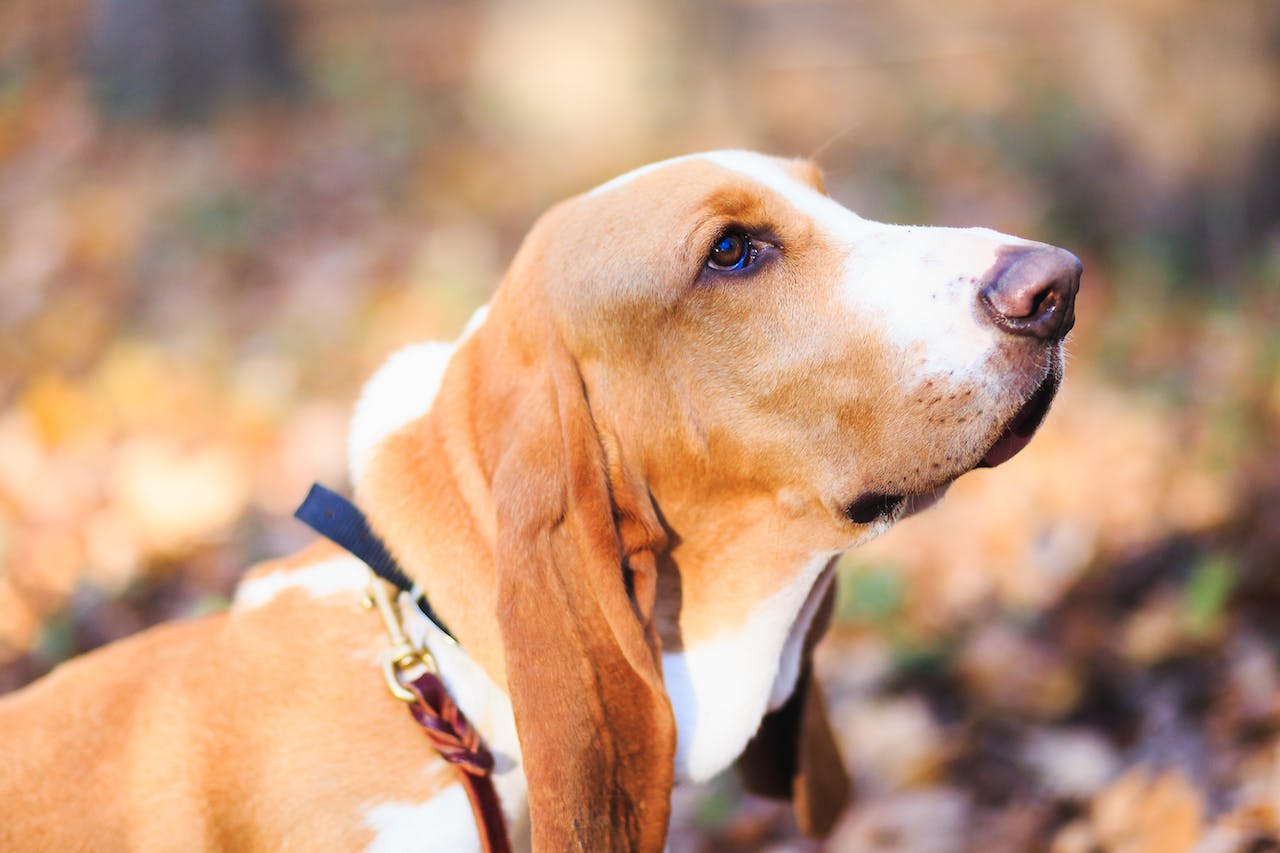 Un des chiens qui ne sont pas fans des jours de pluie