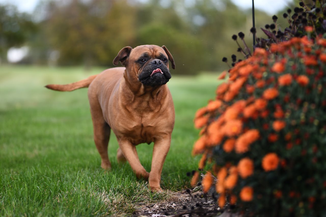 Races de chien qui sont inapprochables