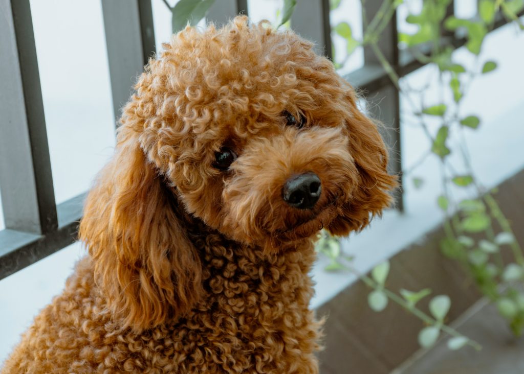 Caniche