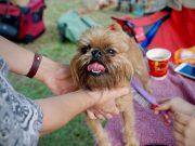 Les races de chien qui adorent le plus les séances de brossage de leur maitre chien brossage