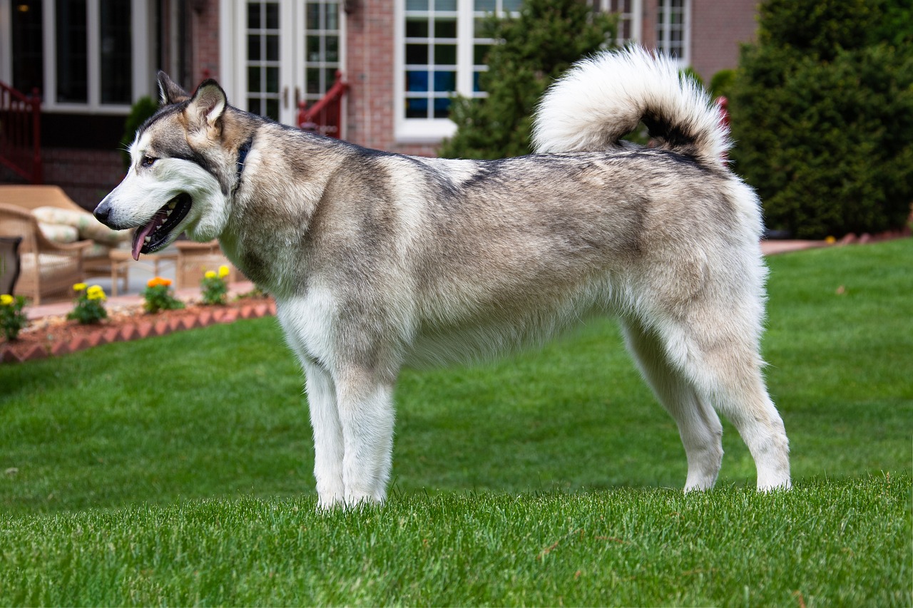 Malamute d'Alaska