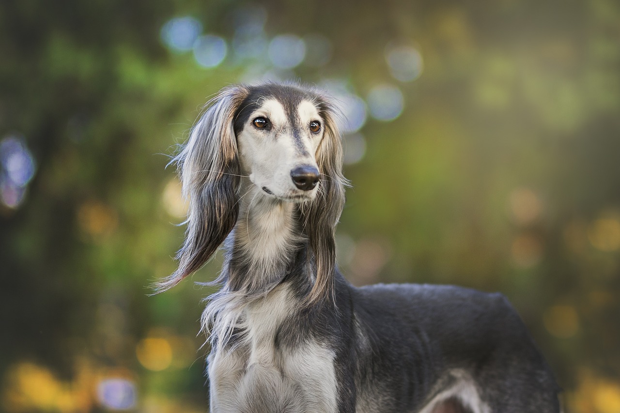 Lévrier Saluki