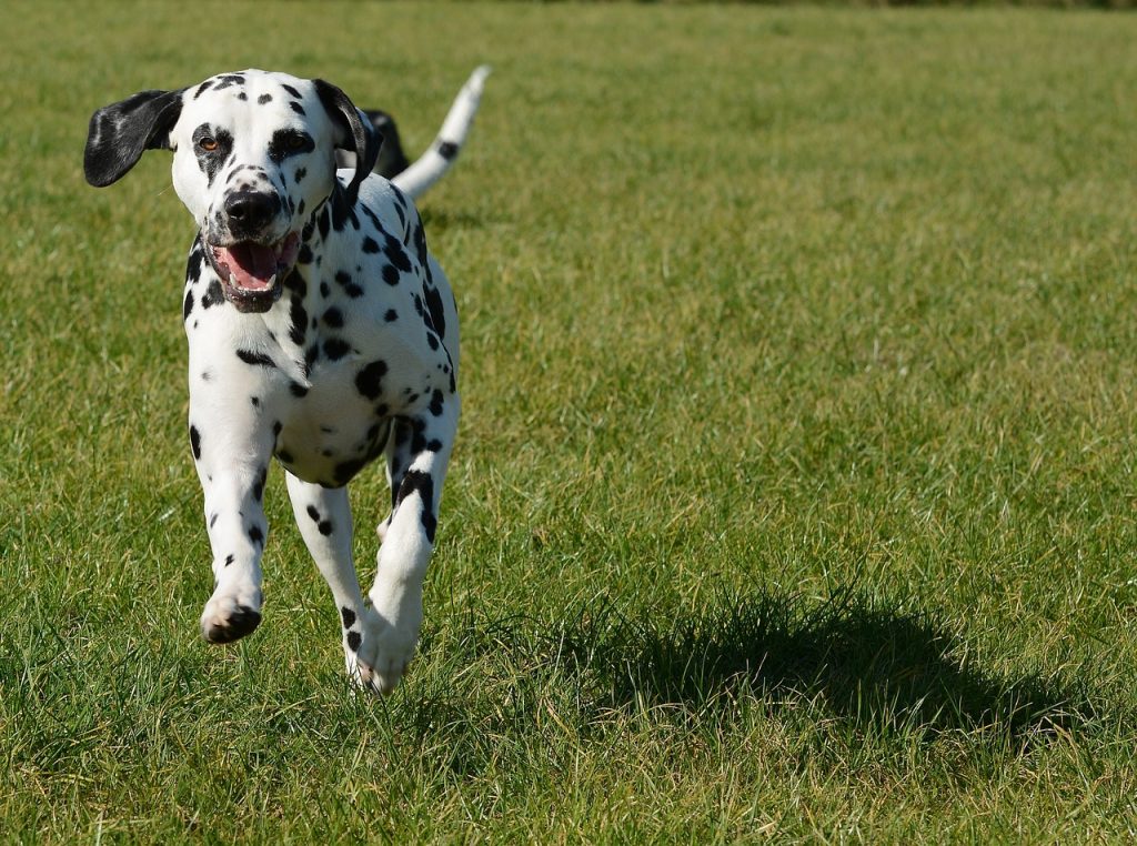 Dalmatien