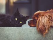Les races de chiens qui sont les plus sociables avec les autres animaux chien chat