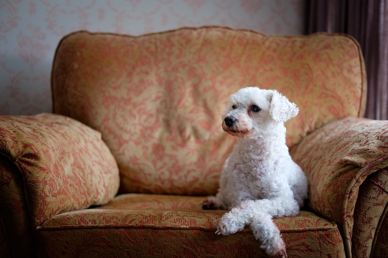 Caniche